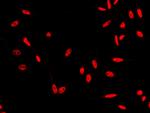 HSF1 Antibody in Immunocytochemistry (ICC/IF)