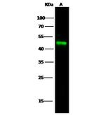 ICAM-2 Antibody in Western Blot (WB)