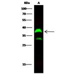 ICAM-2 Antibody in Western Blot (WB)