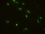 IL1RA Antibody in Immunocytochemistry (ICC/IF)