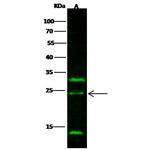 IL-32 Antibody in Western Blot (WB)