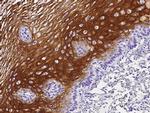 IL1F9 Antibody in Immunohistochemistry (Paraffin) (IHC (P))