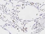 IL1F9 Antibody in Immunohistochemistry (Paraffin) (IHC (P))