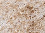 KChIP3 Antibody in Immunohistochemistry (Paraffin) (IHC (P))