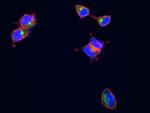 LAMP1 Antibody in Immunocytochemistry (ICC/IF)