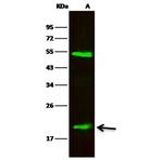 NGAL Antibody in Western Blot (WB)