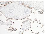 LIFR Antibody in Immunohistochemistry (Paraffin) (IHC (P))