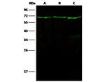 LTA4H Antibody in Western Blot (WB)