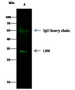 Latexin Antibody in Immunoprecipitation (IP)