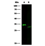 Latexin Antibody in Western Blot (WB)