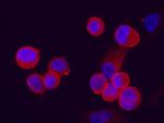 LYPD3 Antibody in Immunocytochemistry (ICC/IF)