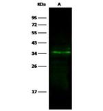 LYPD3 Antibody in Western Blot (WB)