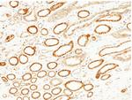 JNK2 Antibody in Immunohistochemistry (Paraffin) (IHC (P))