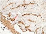 CD146 Antibody in Immunohistochemistry (Paraffin) (IHC (P))