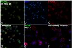 CD146 Antibody