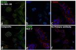 CD146 Antibody in Immunocytochemistry (ICC/IF)