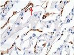 CD146 Antibody in Immunohistochemistry (Paraffin) (IHC (P))