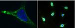 CD146 Antibody in Immunocytochemistry (ICC/IF)