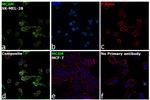 CD146 Antibody