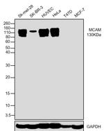 CD146 Antibody