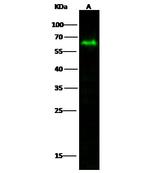 MICB Antibody in Western Blot (WB)