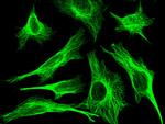 MID1IP1 Antibody in Immunocytochemistry (ICC/IF)