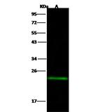 MID1IP1 Antibody in Western Blot (WB)