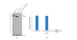 MSH6 Antibody