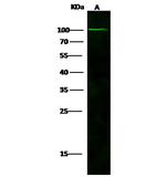 NAALADL1 Antibody in Western Blot (WB)