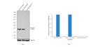 IkB alpha Antibody in Western Blot (WB)