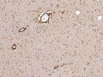 Neuroligin 1 Antibody in Immunohistochemistry (Paraffin) (IHC (P))