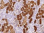 NPC2 Antibody in Immunohistochemistry (Paraffin) (IHC (P))