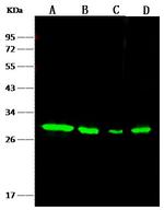 NQO1 Antibody in Western Blot (WB)