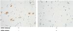 TrkA Antibody in Immunohistochemistry (Paraffin) (IHC (P))