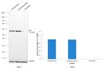 PDI Antibody