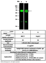 PDI Antibody in Western Blot (WB)