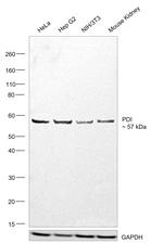 PDI Antibody in Western Blot (WB)