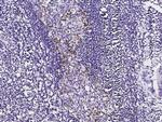 PD-1 Antibody in Immunohistochemistry (Paraffin) (IHC (P))