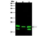 PEBP1 Antibody in Western Blot (WB)