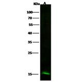 Profilin 2 Antibody in Western Blot (WB)