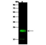 PMVK Antibody in Western Blot (WB)