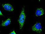 PRDX5 Antibody in Immunocytochemistry (ICC/IF)