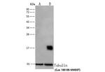 PRDX5 Antibody in Western Blot (WB)