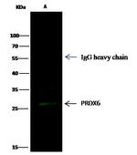 PRDX6 Antibody in Immunoprecipitation (IP)