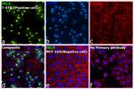 Prolactin Receptor Antibody in Immunocytochemistry (ICC/IF)