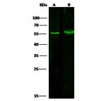 PRMT6 Antibody in Western Blot (WB)