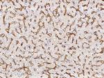 EPCR Antibody in Immunohistochemistry (Paraffin) (IHC (P))