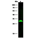 PSME2 Antibody in Western Blot (WB)