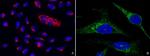 PTP1B Antibody in Immunocytochemistry (ICC/IF)