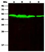 PTP1B Antibody in Western Blot (WB)